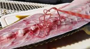Красные черви в рыбе: классификация, опасность для человека
