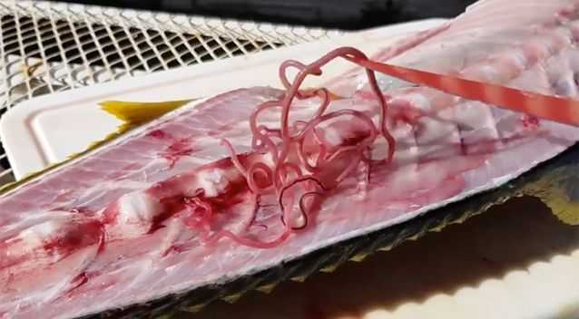 красные черви в сушеной рыбе