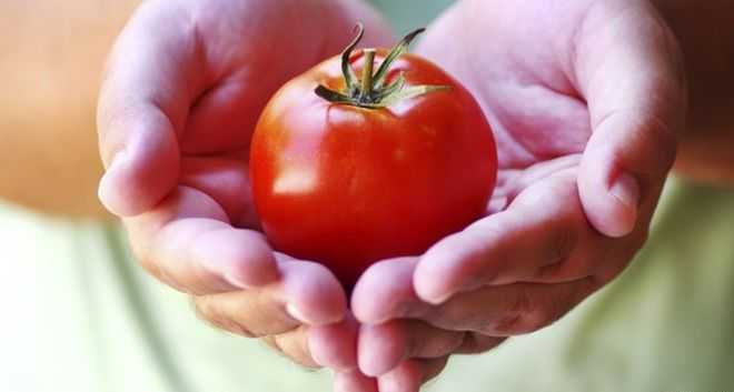 Полезные свойства томатов