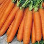 Морковные котлетки: рецепт приготовления с фото, ингредиенты, калорийность, советы и рекомендации