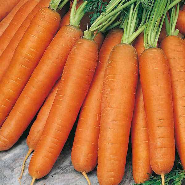морковь сорт "каротель"
