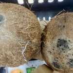 Как выбрать кокос в магазине? Советы