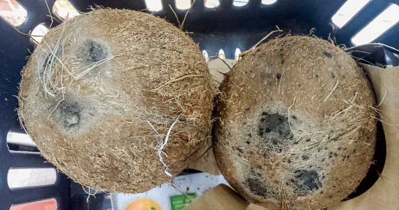 как правильно выбрать кокос в магазине