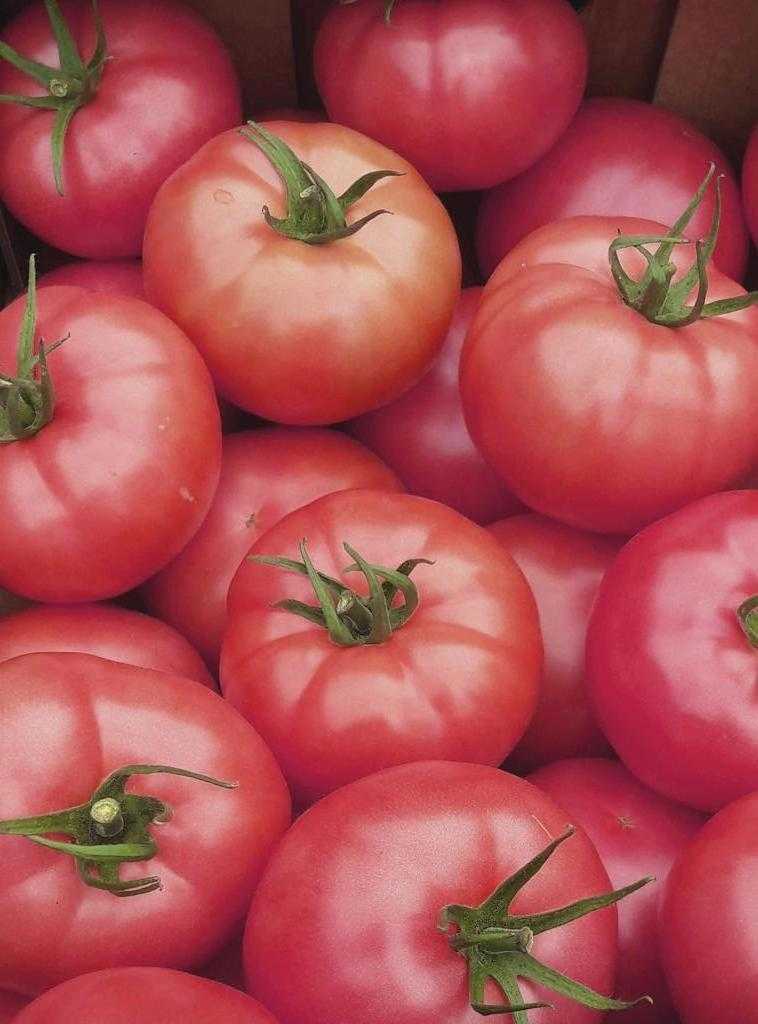 лучшие помидоры для салата
