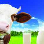 Пороки молока: виды и описания. Анализ качества и ГОСТы молока