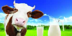 Пороки молока: виды и описания. Анализ качества и ГОСТы молока