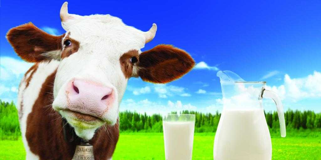 Консистенция молока