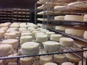 Как делают сыр с плесенью: ингредиенты и рецепты. Сыр с плесенью: польза и вред