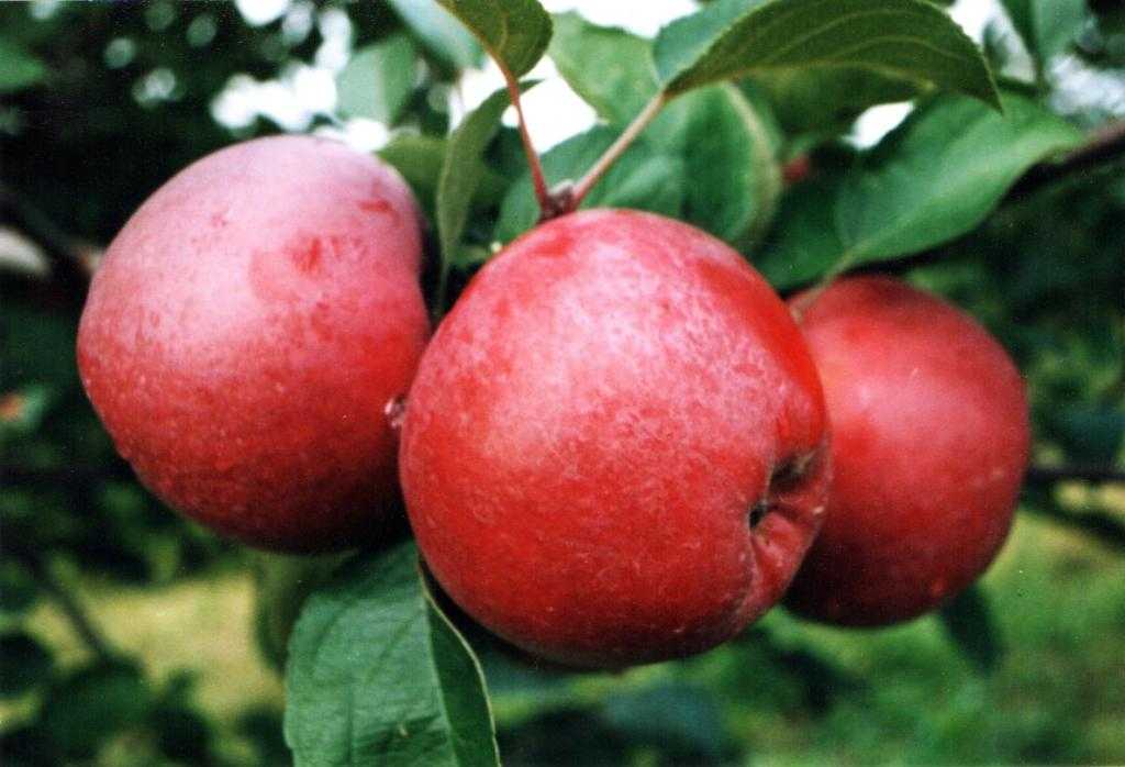 яблочный ликер