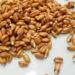 Как употреблять проросшую пшеницу