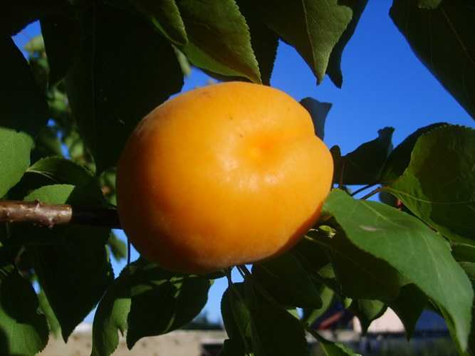 Как вырастить абрикос из косточки