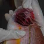 Как удалять жабры у рыбы: пошаговое руководство