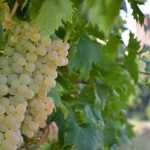 Бардолино, вино: описание, виды, технология производства