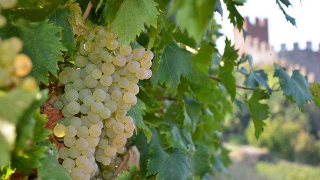 Виноградники региона Бардолино