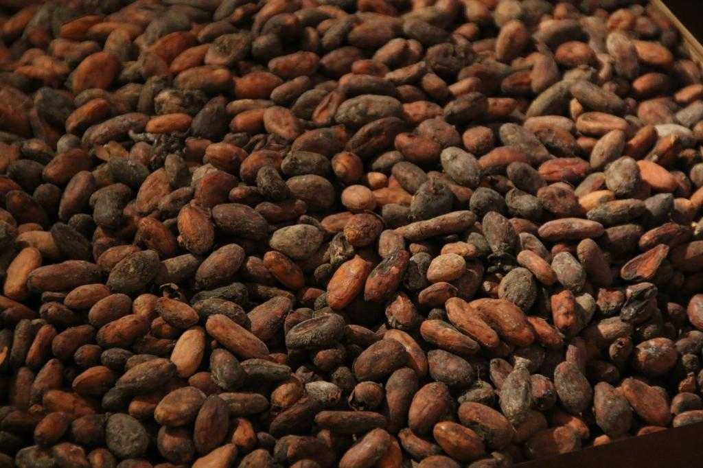 какао в зернах