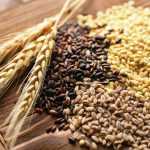 Пророщенные зерна: польза и вред, правила употребления, влияние на организм