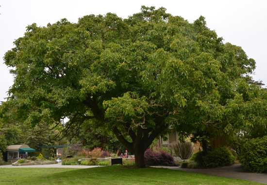 Ореховое дерево
