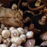 Срок хранения сушеных грибов. Как сушить грибы в сушилке