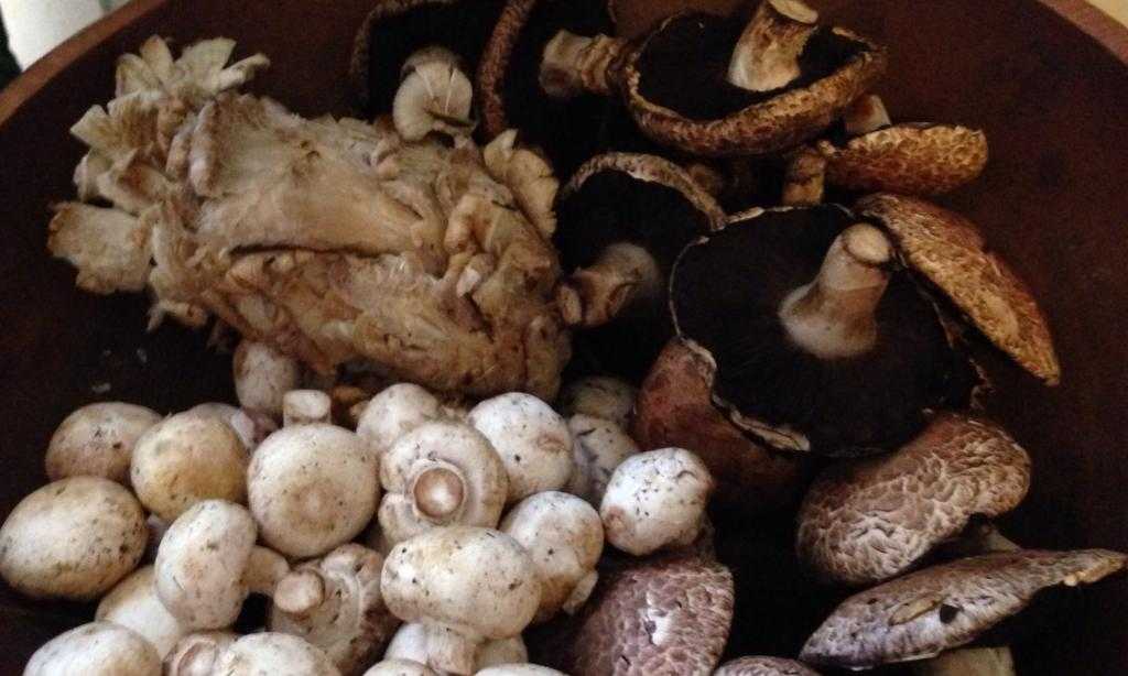 сколько хранят сушеные грибы