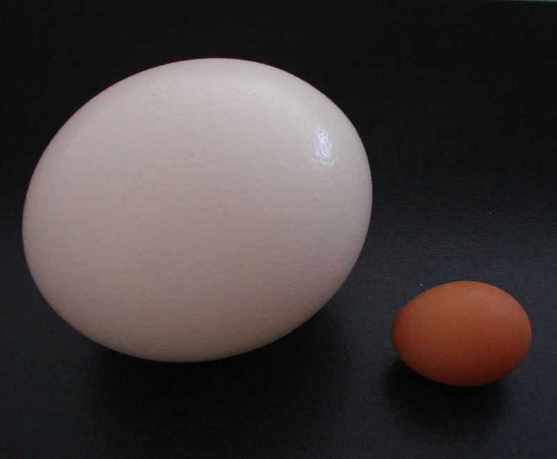 страусиное и куриное яйцо