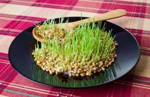 Салат с пророщенной пшеницей – пошаговый рецепт, особенности приготовления и отзывы