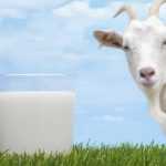 Чем отличается козье молоко от коровьего, какова их польза