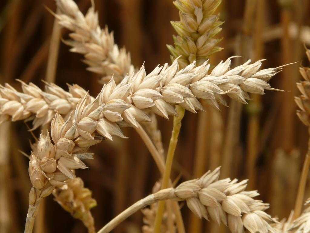 химический состав твердой пшеницы
