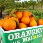 Сколько углеводов в апельсине? Какие витамины в апельсине? Состав и полезные свойства фрукта