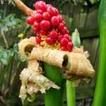 Овощ таро: ботаническое описание, характеристики, полезные свойства