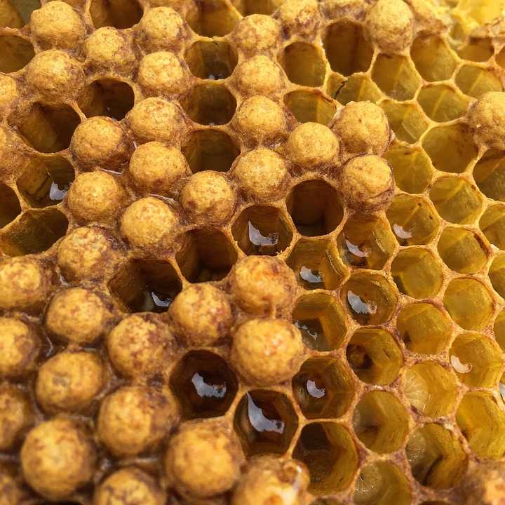 откуда берется мед