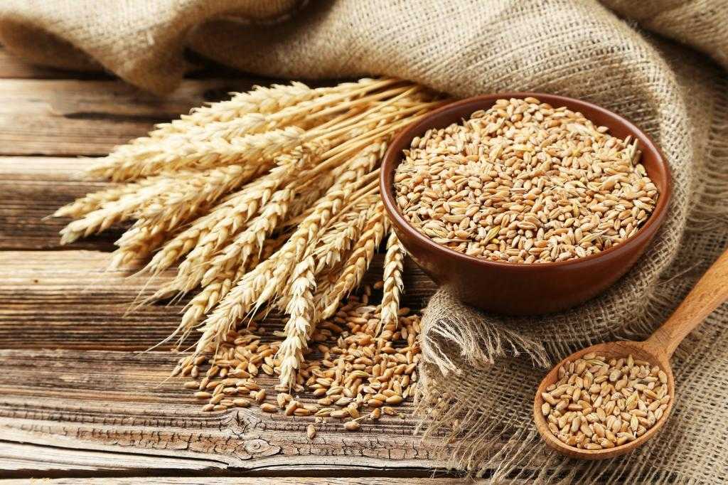 химический состав зародышей пшеницы