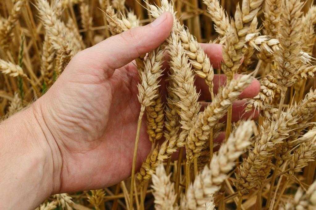 пшеница химический состав и пищевая ценность
