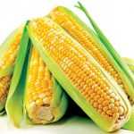 Чем полезна консервированная кукуруза и в чем ее вред для организма?