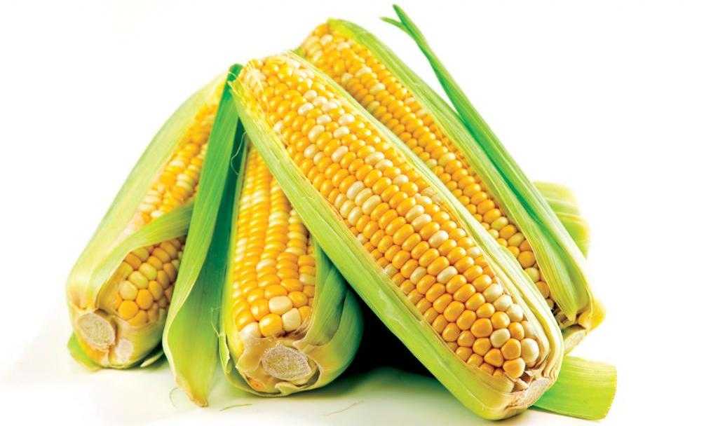 Кукуруза консервированная: польза и вред для похудения