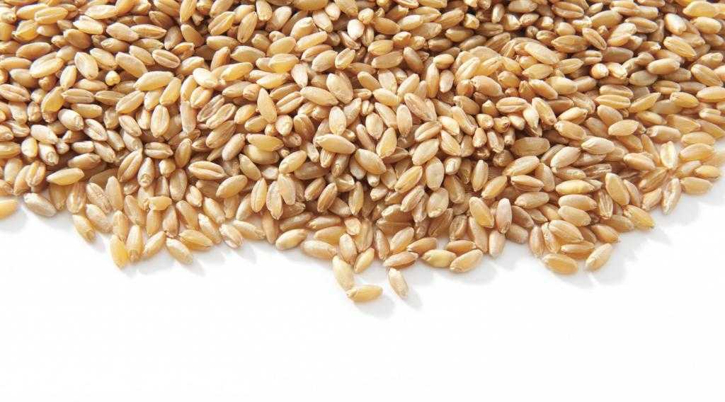 химический состав пророщенной пшеницы