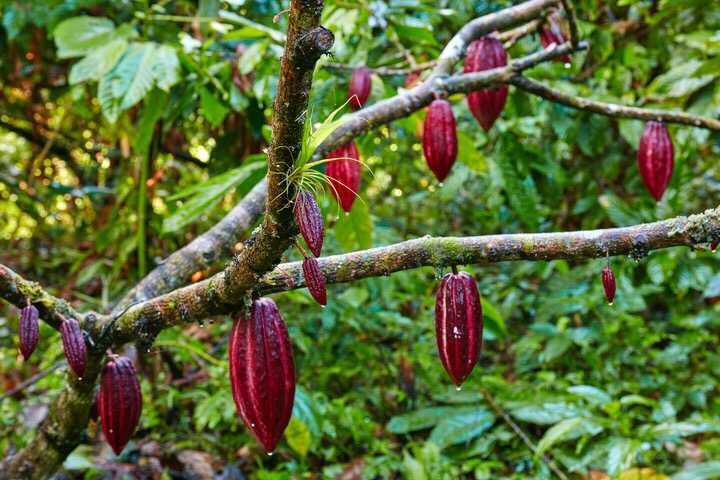Какао деревья