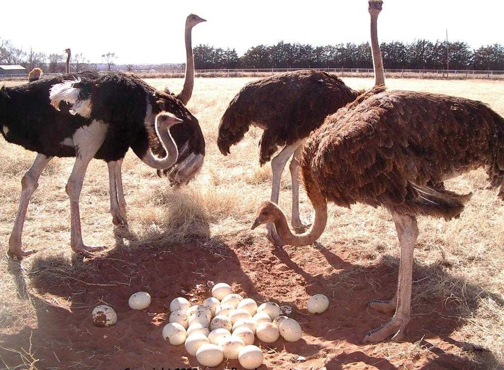 Самки страусов