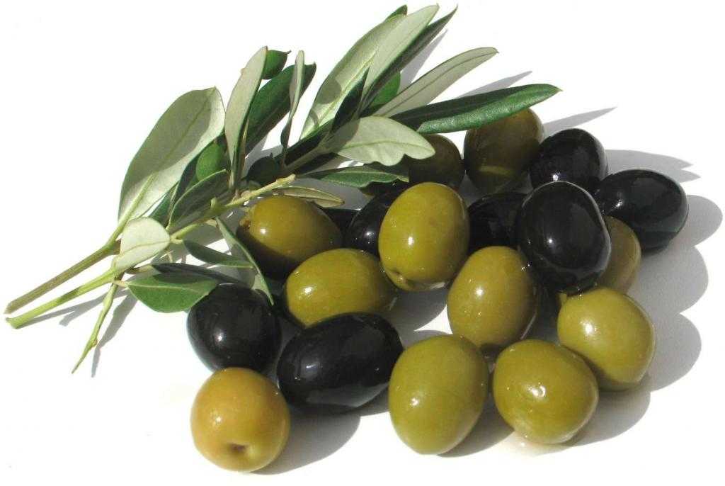 различие маслин и оливок