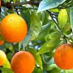 Что такое апельсин? Сорта апельсинов. Где растут самые вкусные апельсины
