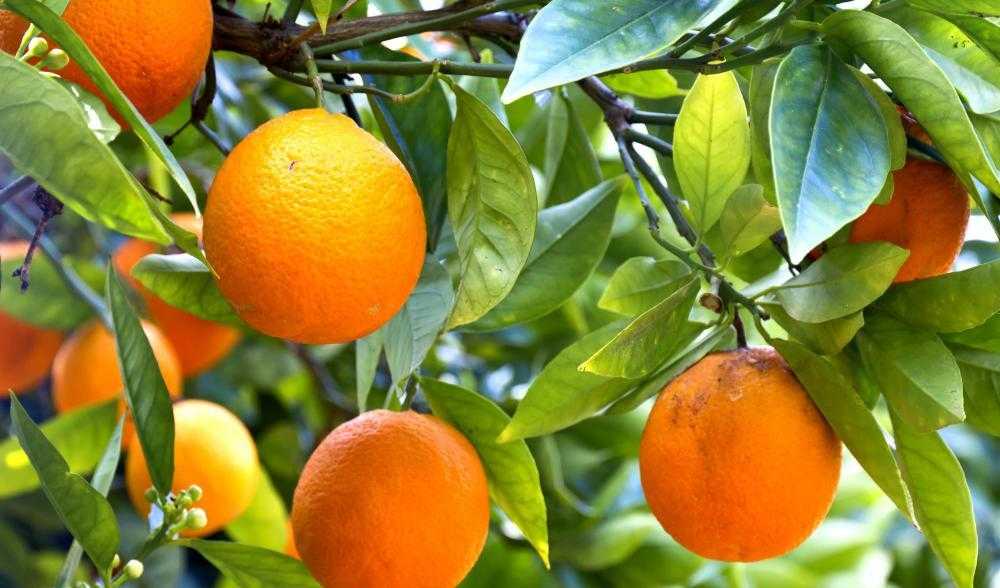 Апельсин, это фрукт или ягода?