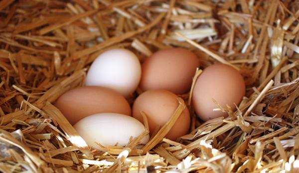 Что такое столовые яйца