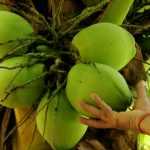Молодой кокос: состав, свойства и применение в кулинарных целях