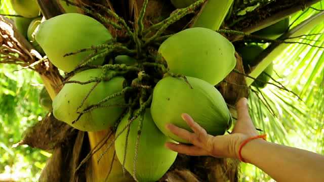 зеленые кокосы на пальме