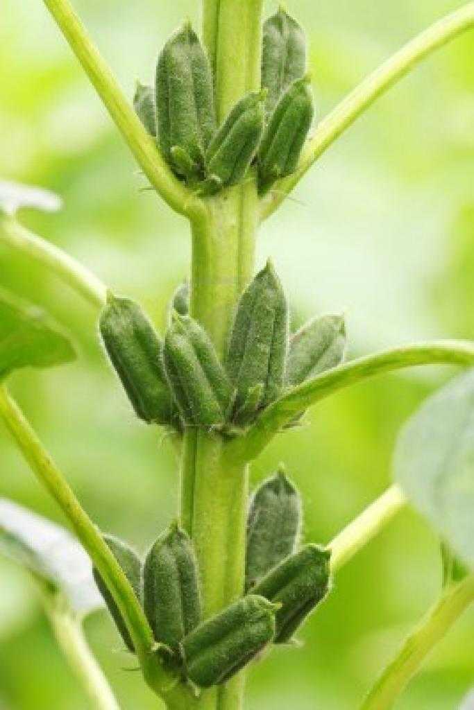 Растение сезам