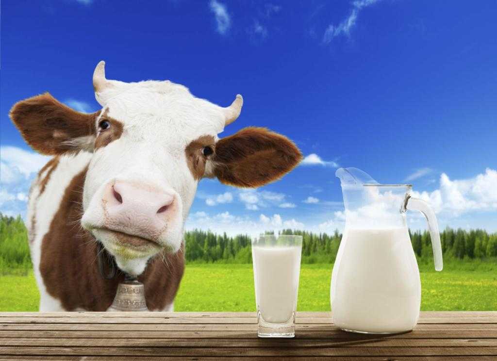 коровье молоко