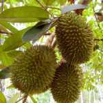 Экзотический фрукт дуриан: отзывы, описание, запах и вкус