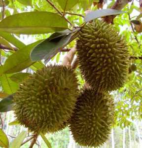 Экзотический фрукт дуриан: отзывы, описание, запах и вкус