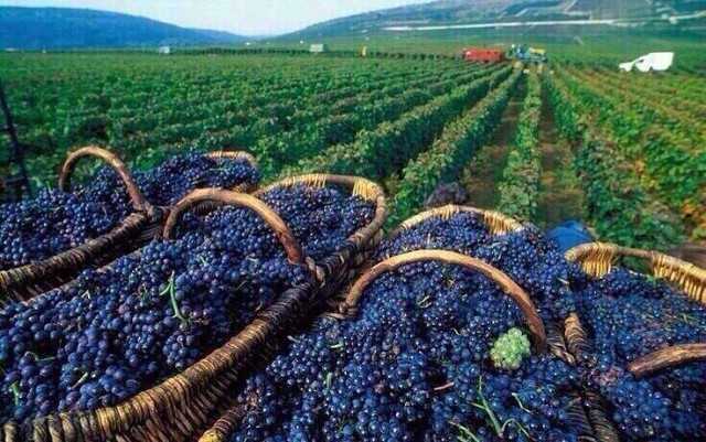Сбор урожая винограда в Азербайджане