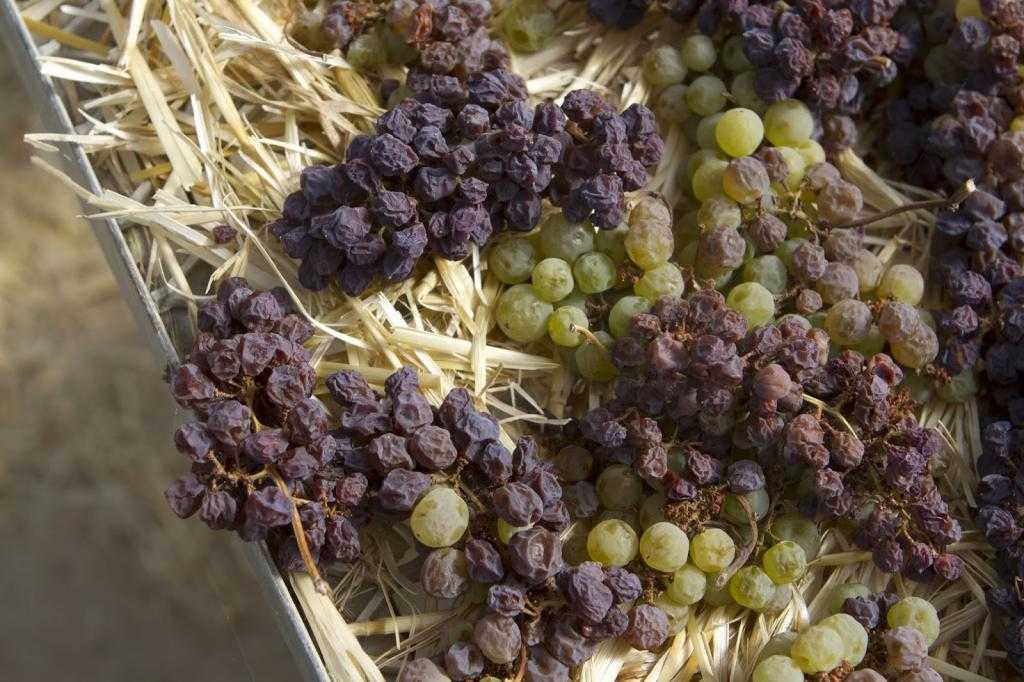 сушка винограда