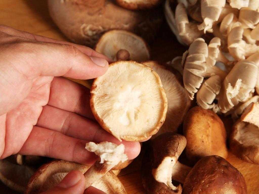древесный гриб свойства
